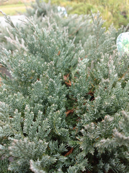 Blue Chip Juniper