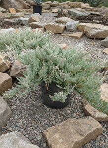Blue chip juniper in nursery pot