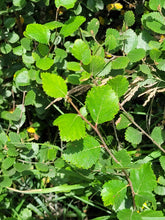 Load image into Gallery viewer, Bog Birch- Betula pumila
