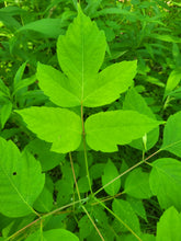Load image into Gallery viewer, Boxelder - Acer negundo
