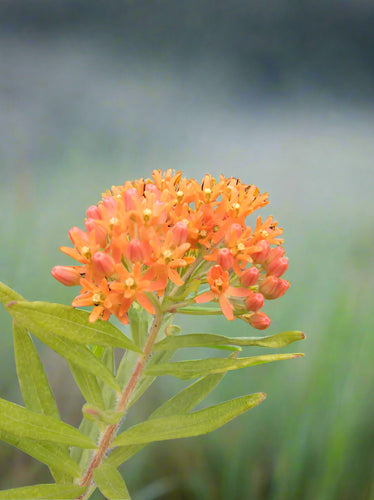 Orange butterfly flower with green leaves