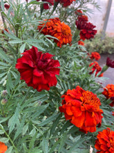 Load image into Gallery viewer, Marigold Borealis Red
