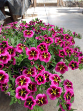 Load image into Gallery viewer, Calibrachoa Hanging Basket
