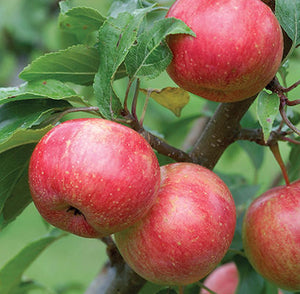 Chestnut Crabapple