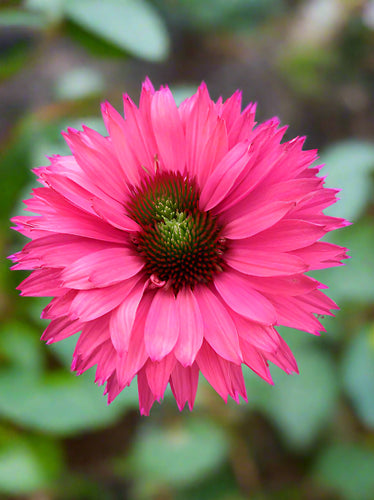 Bright pink flower with green coneflower center