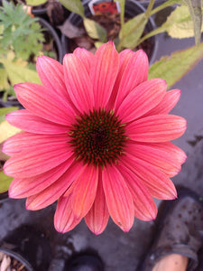 Coneflower Cheyenne Spirit