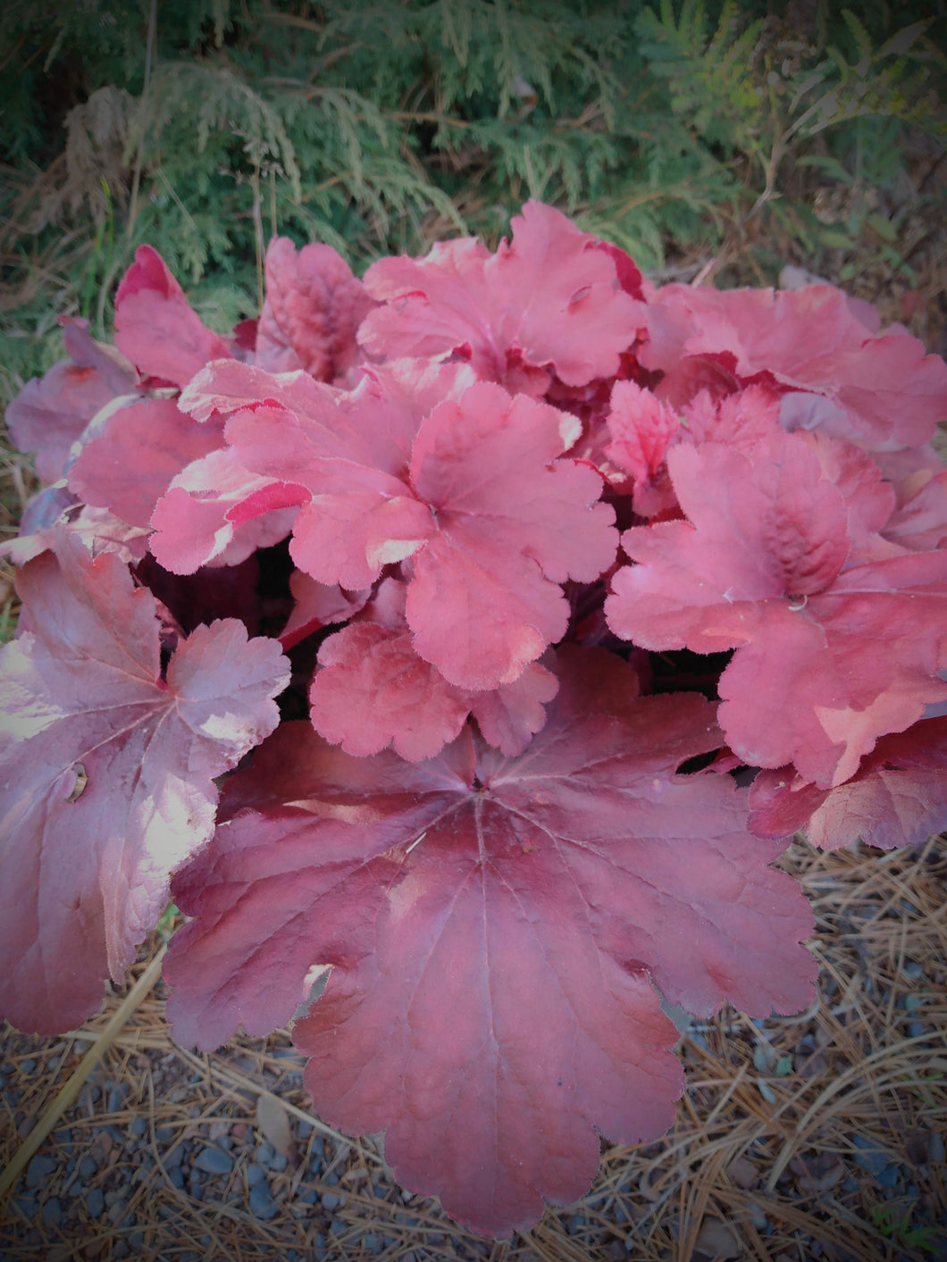 Coral Bells 'Fire Alarm'