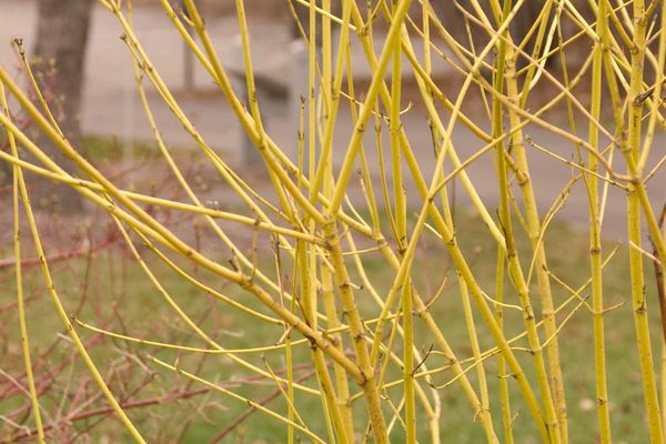 Yellow Twig Dogwood- Cornus sericea 'Flaviramea'