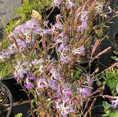dianthus pinks wild