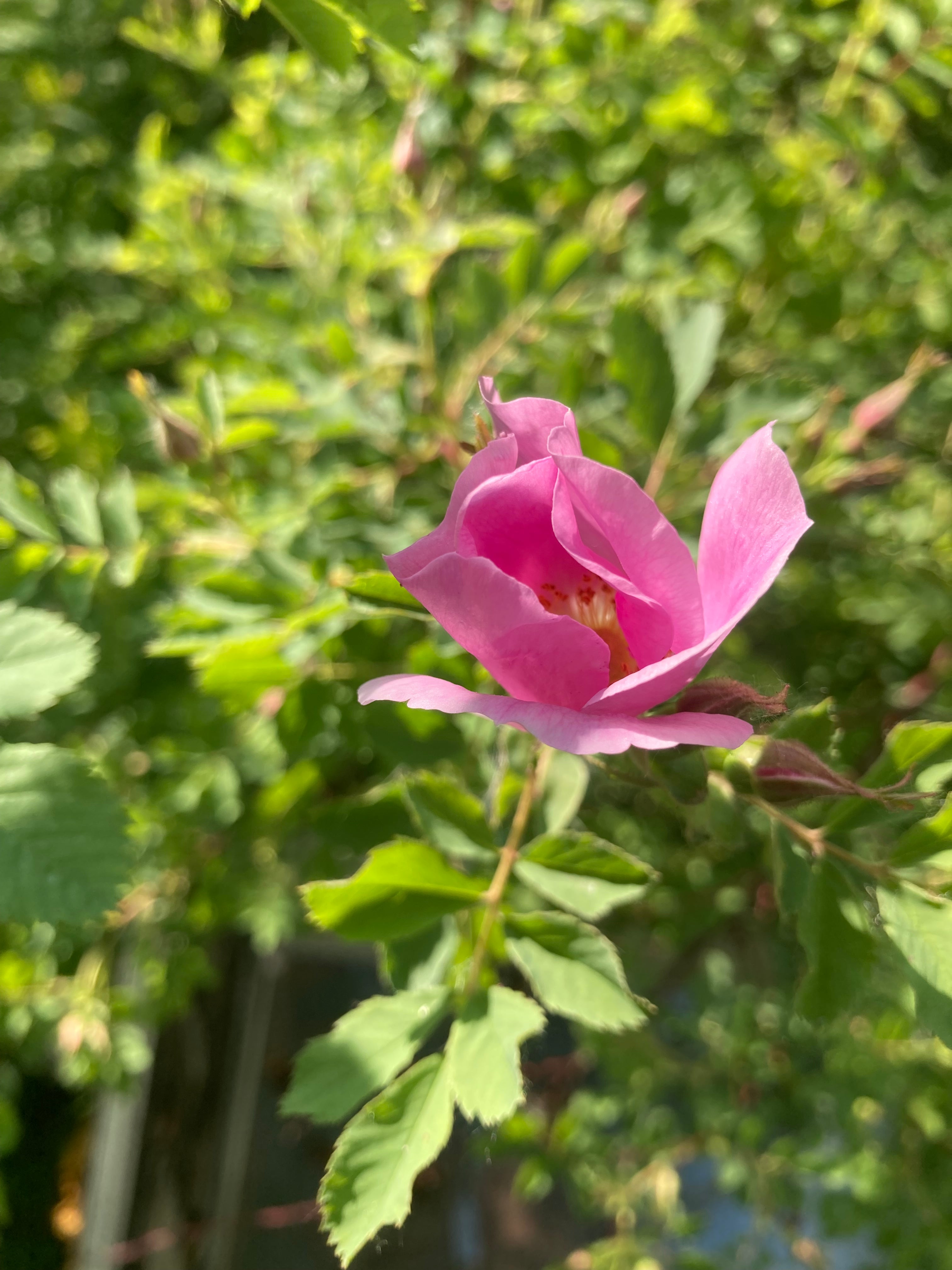 Smooth Wild Rose - Rosa blanda – Hammarlund Nursery