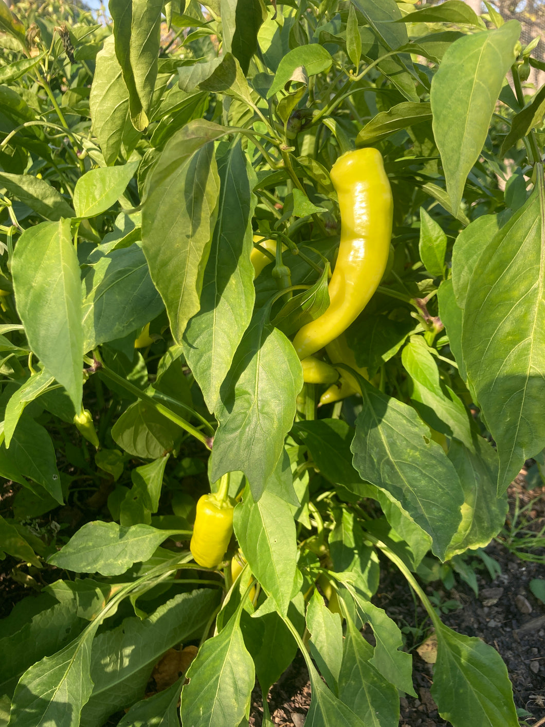 Banana Pepper