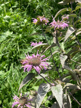Load image into Gallery viewer, Bee Balm- Monarda fistulosa
