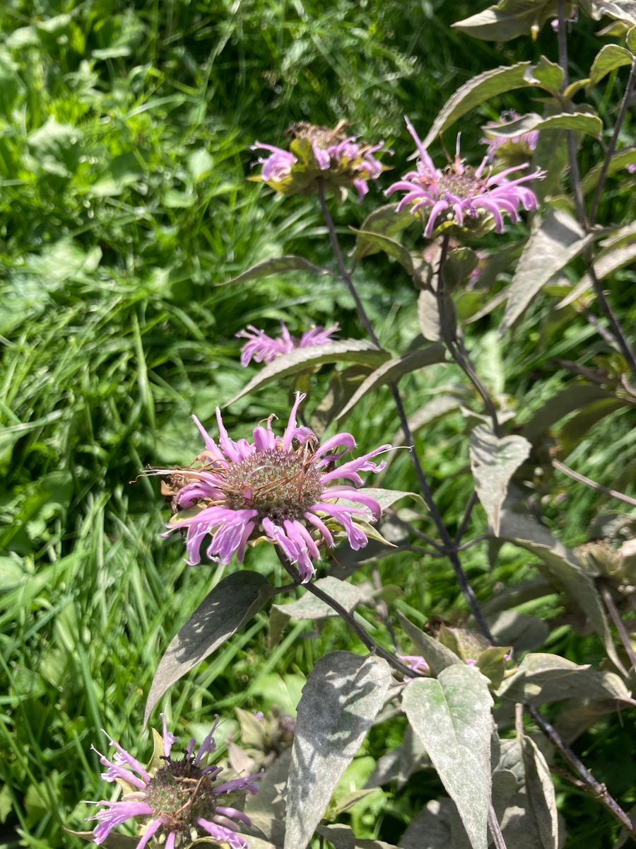 Bee Balm- Monarda fistulosa – Hammarlund Nursery