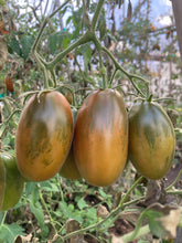 Load image into Gallery viewer, Black Icicle Tomato Start
