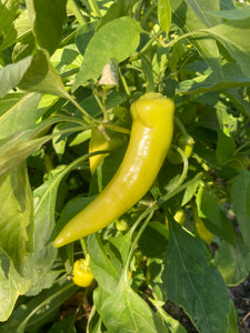 Banana Pepper