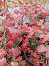 Load image into Gallery viewer, Fragrant Sumac- Rhus aromatica
