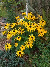 Load image into Gallery viewer, Black Eyed Susan
