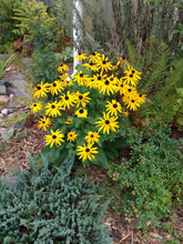 Load image into Gallery viewer, Black Eyed Susan
