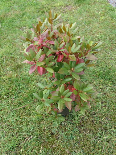 PJM rhododendron in pot on grass background