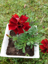Load image into Gallery viewer, Marigold Borealis Red
