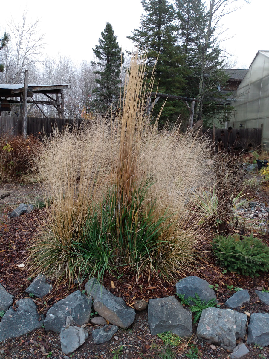 Karl Forester Feather Reed Grass – Hammarlund Nursery