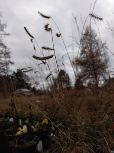 Blue Grama- Bouteloua gracilis