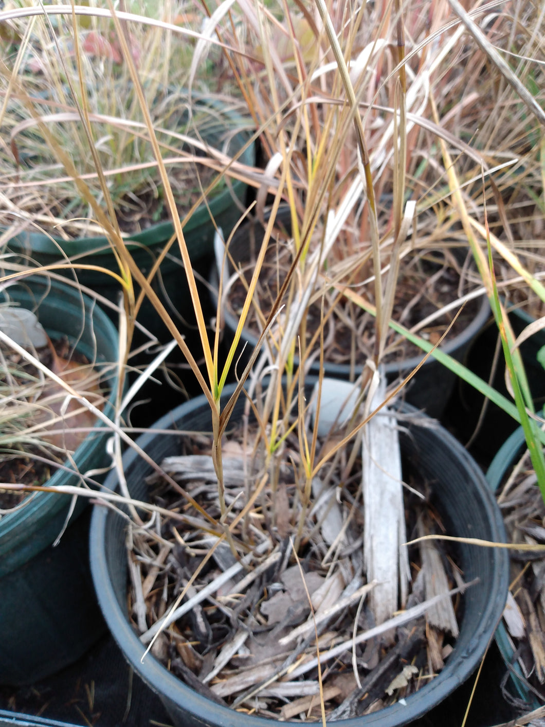 Prairie Dropseed Grass - Sporobolus heterolepis