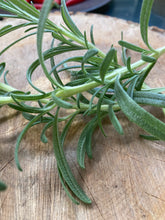 Load image into Gallery viewer, Rosemary

