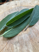 Load image into Gallery viewer, Culinary Sage
