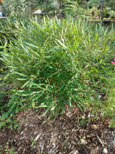 Load image into Gallery viewer, Sweetfern - Comptonia peregrina
