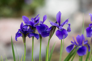 Siberian Iris "Caesars Brother"