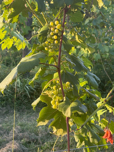 itasca grapes on vine