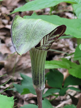 Load image into Gallery viewer, Jack in the Pulpit- Arisaema
triphyllum
