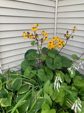 Load image into Gallery viewer, Ligularia &quot;Desdemona&quot; Golden Groundsel
