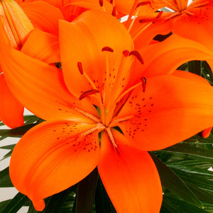 Asiatic Lily Varieties