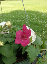 Load image into Gallery viewer, Lofos Wine Red
