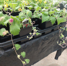 Load image into Gallery viewer, Lofos Wine Red
