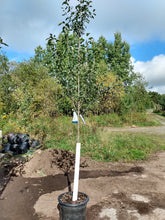 Load image into Gallery viewer, 'Lustre' Serviceberry Tree
