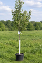 Load image into Gallery viewer, 'Lustre' Serviceberry Tree
