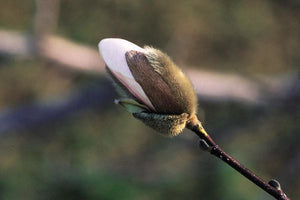 Magnolia