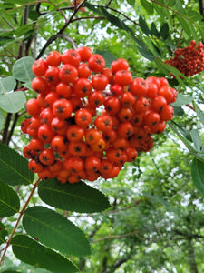 Showy Mountain Ash- Sorbus decora