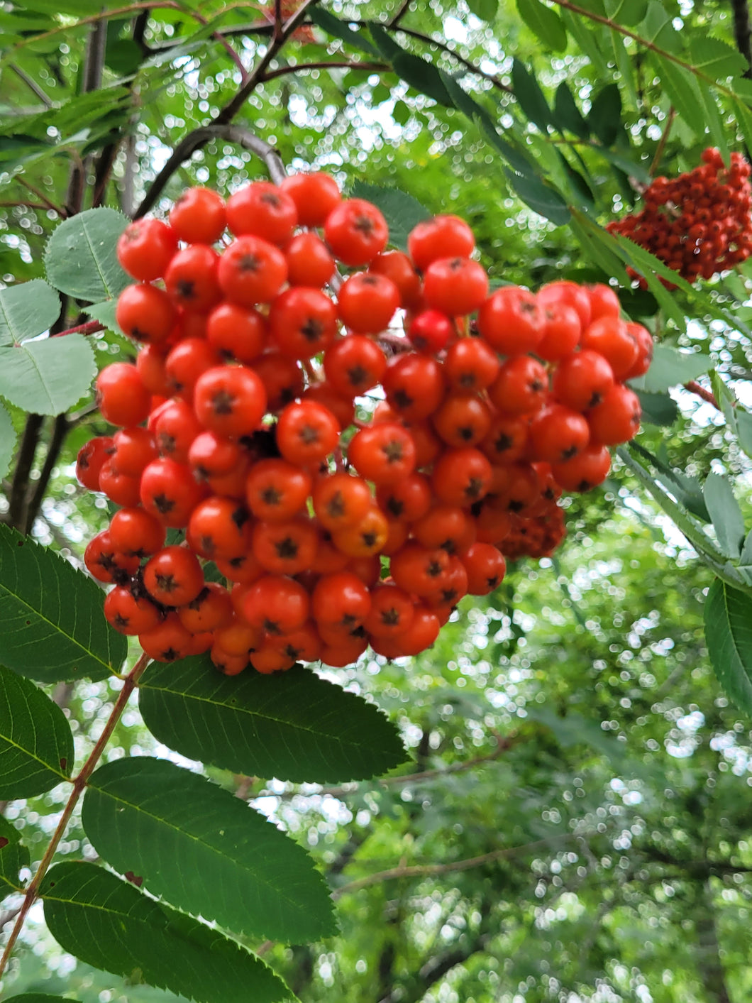 Showy Mountain Ash- Sorbus decora