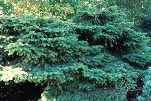 Bird's Nest Spruce