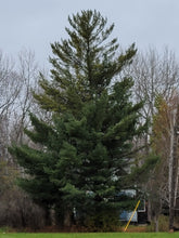 Load image into Gallery viewer, Eastern White Pine - Pinus strobus
