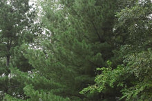 Load image into Gallery viewer, Eastern White Pine- Pinus strobus
