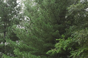 Eastern White Pine- Pinus strobus