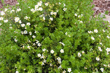 Load image into Gallery viewer, McKays White Potentilla
