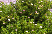 Load image into Gallery viewer, Pink Beauty Potentilla
