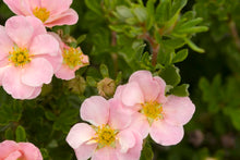 Load image into Gallery viewer, Pink Beauty Potentilla
