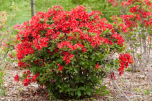 Load image into Gallery viewer, Electric Lights Azalea
